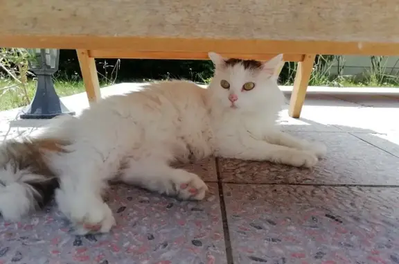 Animaux perdus , photo: Chatte tricolore perdue à Loire-Authion