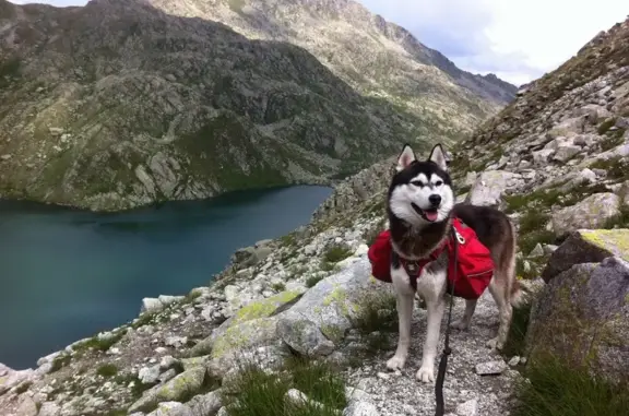 Animaux perdus , photo: Husky perdu près de Grailhen