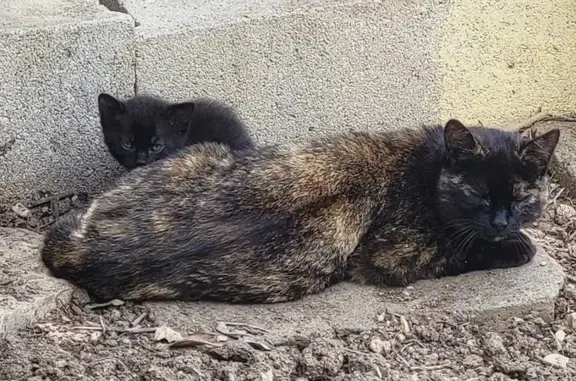 Chatte et 5 chatons sauvés - photo