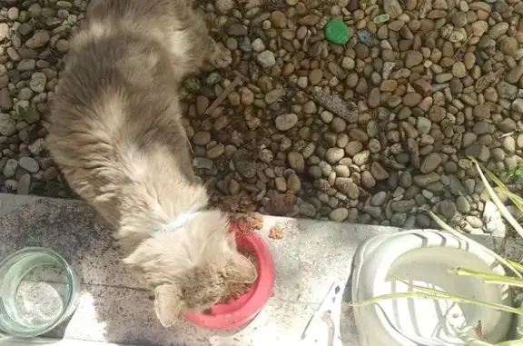 Chat malade au collier bleu trouvé - photo