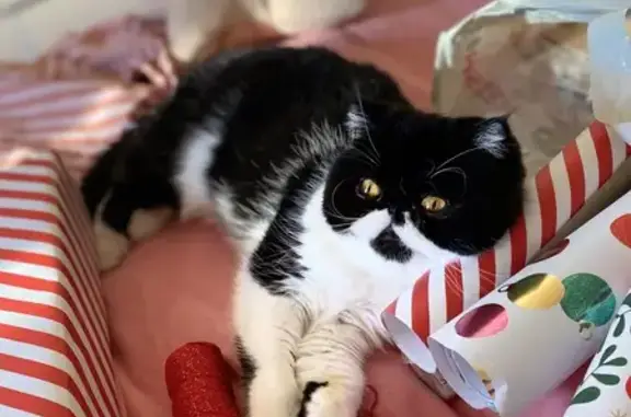 Chat perdu, L'Isle-sur-la-Sorgue, photo: Sissi, chatte persane disparue