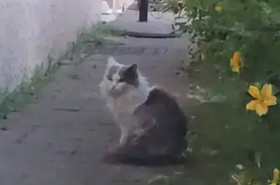 Chat perdu affamé à Saint-Bonnet - photo