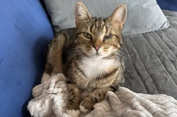 Animaux perdus Neuilly-sur-Marne, photo: Chatte borgne perdue à Neuilly
