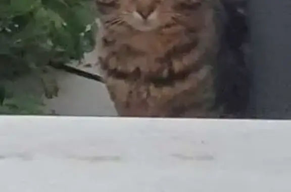 Chat errant à Pécy non identifié - photo