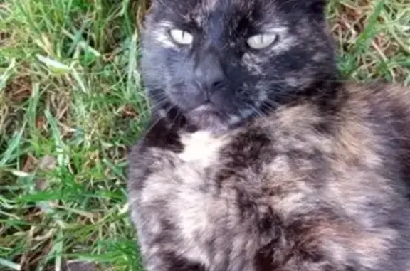 Chat perdu, Colmar, photo: Chatte Écaille de Tortue Perdue