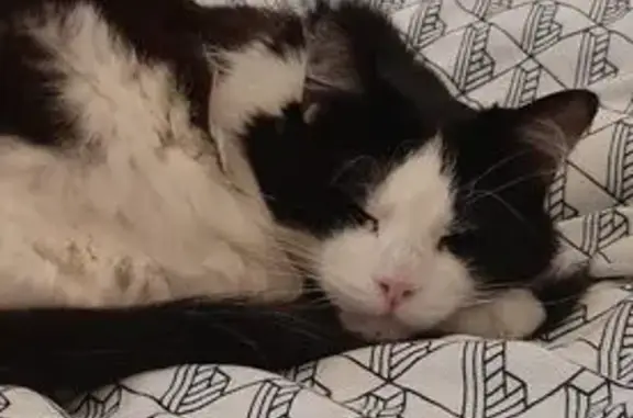 Animaux perdus Paris, photo: Chat âgé noir et blanc disparu