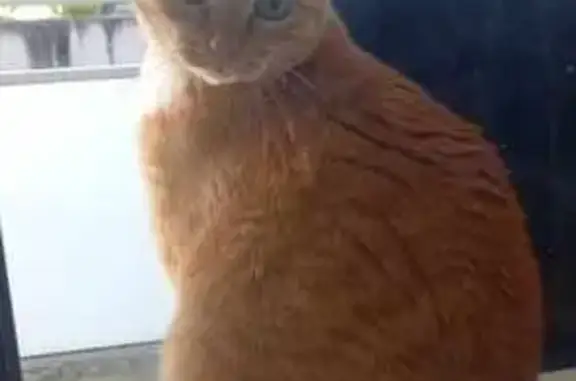 Chat perdu, Angers, photo: Chatte rousse perdue à Angers