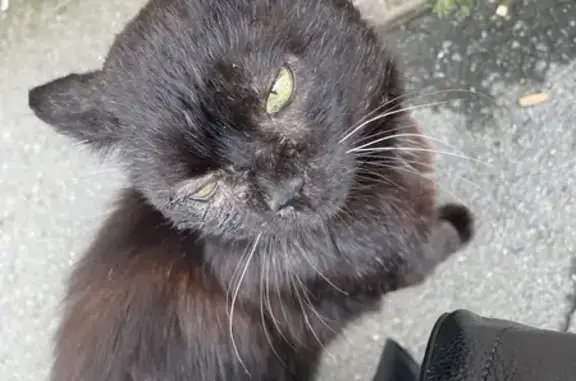 Animaux trouvés Haisnes, photo: Trouvé: Chat noir câlin, Haisnes