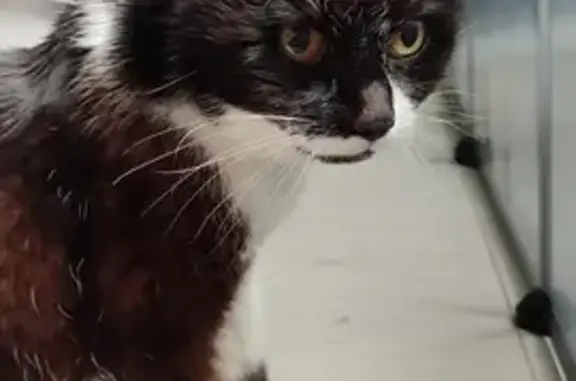 Chat blessé secouru et soigné - photo