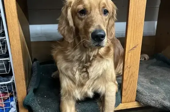 Lost Golden Retriever in St. Cloud - Help!