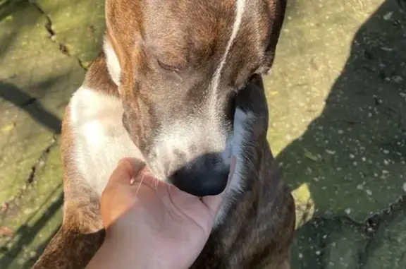 Lost Brindle Bully in Columbus - Help Find Her!