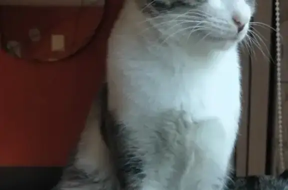 Animaux perdus Sainte-Luce-sur-Loire, photo: Mouchou, chat perdu à Ste-Luce