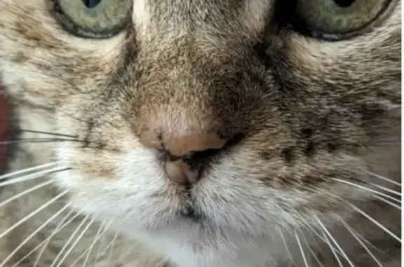 Animaux perdus Marseille Bompard, photo: Chatte multicolore perdue à Marseille