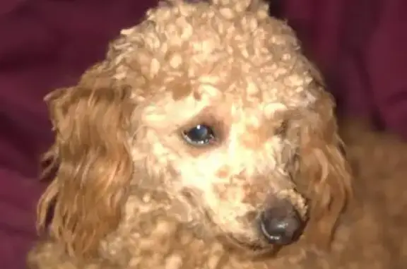 Lost Mini Poodle in East F 30, Mikado - Help!