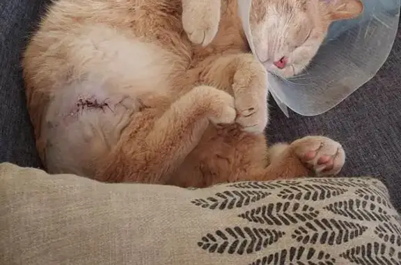 Animaux perdus Talence, photo: Chat Mâle Tigré Blessé Disparu