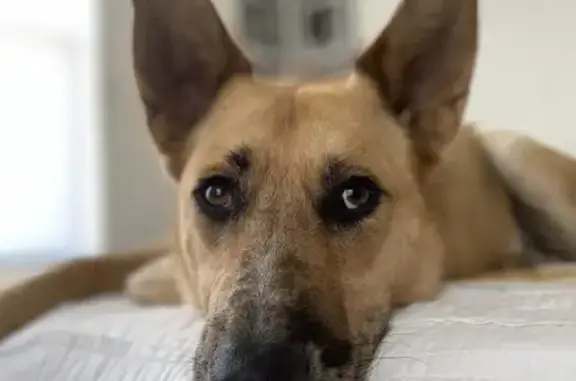 Lost German Shepherd Mix: Help Find Wrangler!