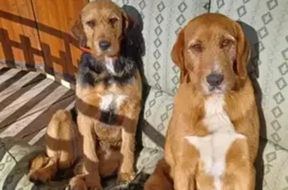 Animaux perdus , photo: Chien disparu à Saint-André