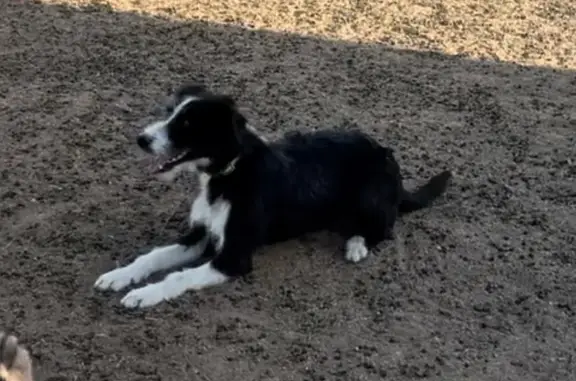 Lost Dog Alert: Slinky, Friendly Collie Mix!