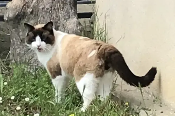 Chat trouvé , photo: Chat errant trouvé à Bazas