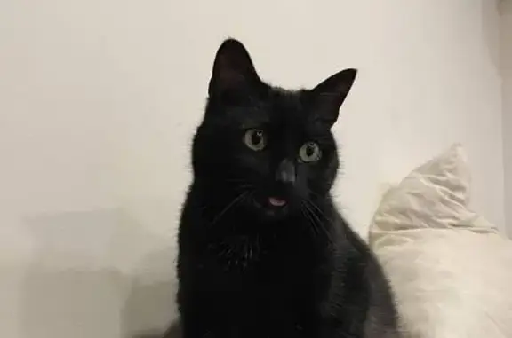 Animaux perdus Tonnay-Charente, photo: Chat noir disparu, queue blanche