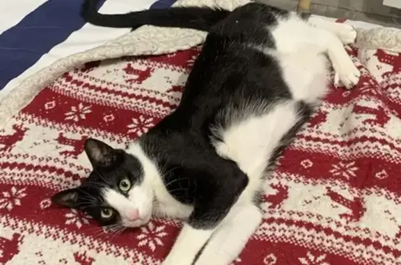 Chat perdu, La Motte-Servolex, photo: Chat noir et blanc perdu