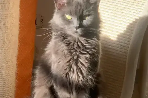 Animaux perdus Saint-Michel-sur-Orge, photo: Chat Gris Perdu - Récompense!