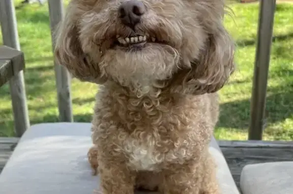 Lost Maltipoo in Wake Forest - Help Find Him!