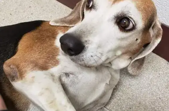 Lost Dogs: Daisy & Senior Beagle - Reward!