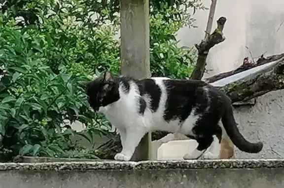 Chat noir et blanc perdu à Rouen - photo