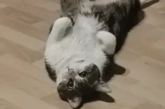 Chat perdu, , photo: Chat peureux Léo disparu à Brizon