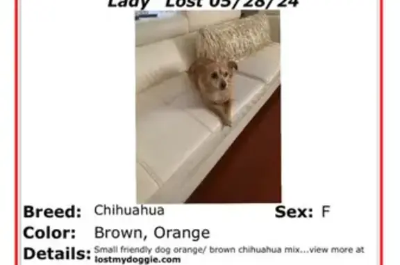 Lost Chaweenie Lady Near School - Help!