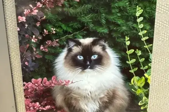 Lost Seal Point Ragdoll: Help Find Louie!