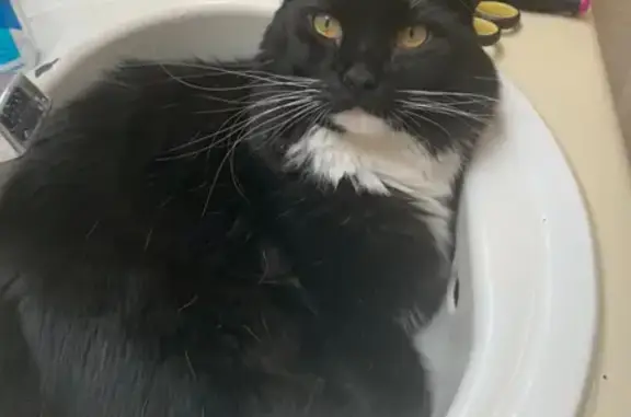 Lost Cat Alert: Boober - Tuxedo Maine Coon!