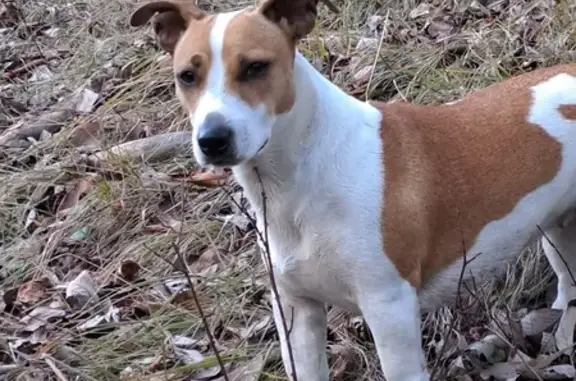 Chien perdu Le Monêtier-les-Bains, photo : Chien Jack Russell perdu au Monêtier