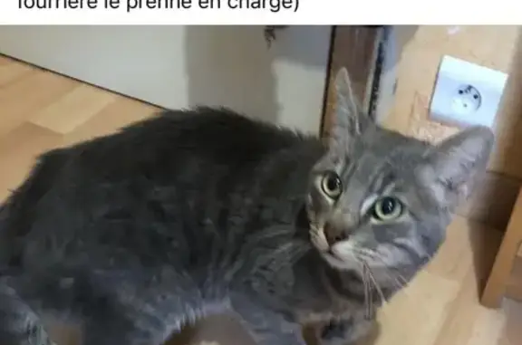Chat gris errant affamé trouvé - photo