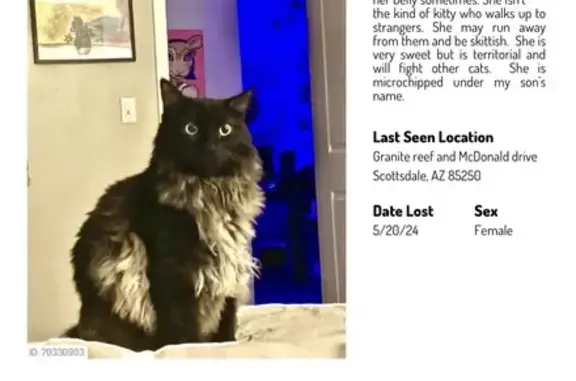 Binx Missing: Sweet Cat Lost Near East McDonald