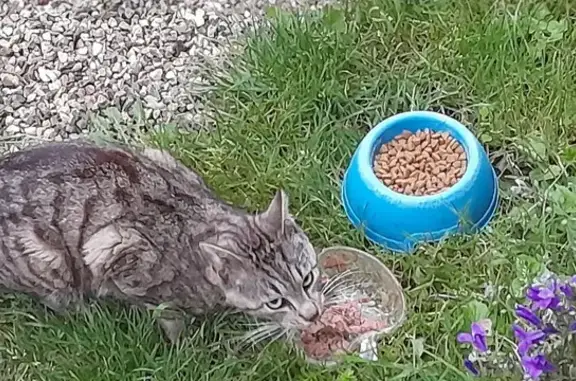 Animaux trouvés , photo: Chat perdu et affamé à Eckartswiller