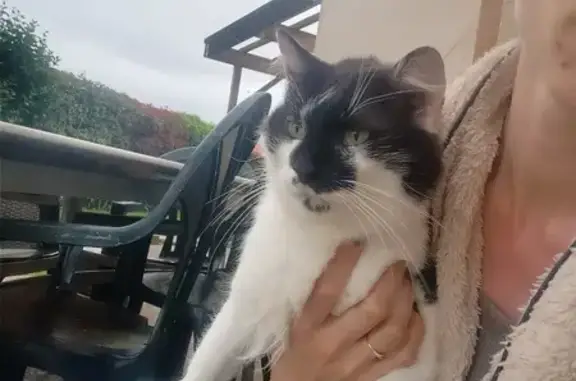 Chat noir et blanc trouvé à Pont-du-Château - photo