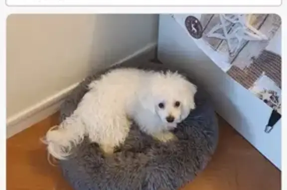 Chien perdu Mantes-la-Jolie, photo : Appel : Bichon Maltais Perdu