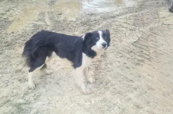 Border Collie perdu à Linas - photo