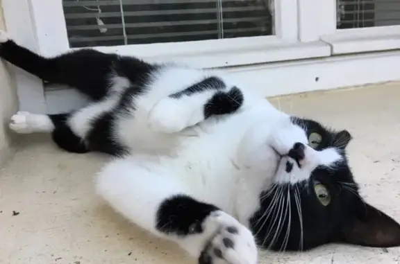 Chat trouvé Burie, photo: Chaton noir et blanc trouvé à Burie
