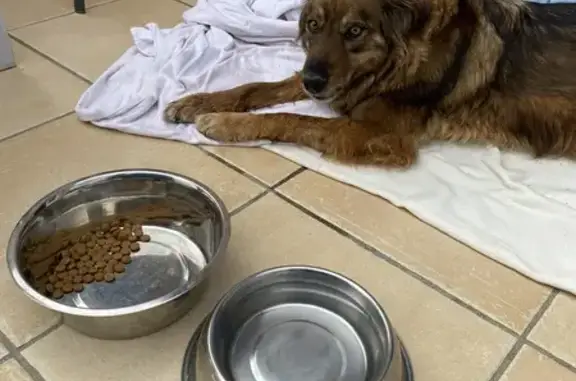 Animaux trouvés , photo: Chien perdu retrouvé à Saint-Vallier