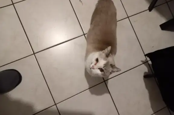 Chat perdu, Aizenay, photo: Chatte âgée Minette disparue