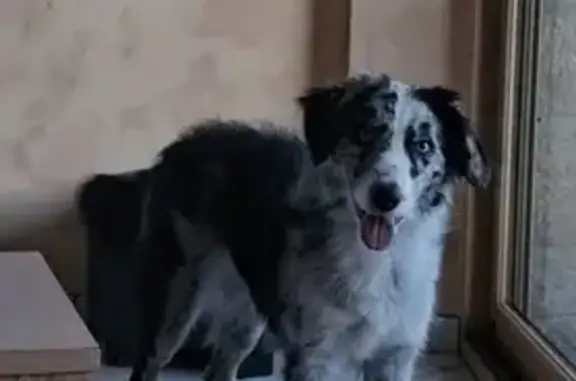 Chien perdu , photo : Misty, Border Collie perdu