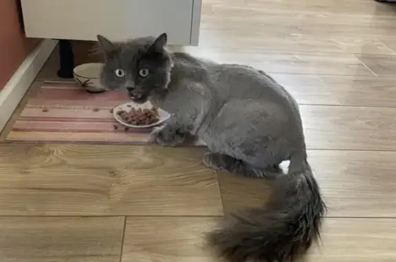 Animaux perdus Pessac, photo: Chatte Rillette perdue à Pessac