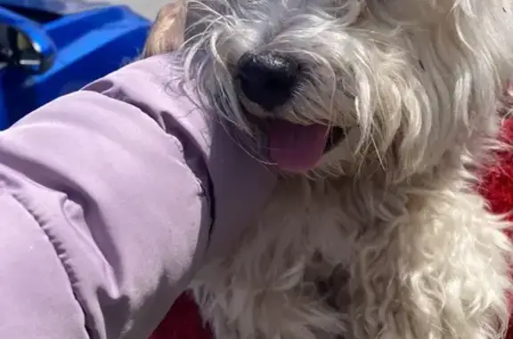 Lost Pup Found: White Dog on N 20th Ln, 3022!