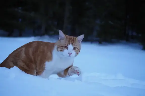 Chat perdu, Chamonix-Mont-Blanc, photo: Chat roux borgne perdu - Chamonix