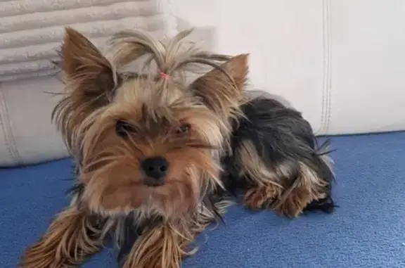 Chien perdu Épernay, photo : Avis de recherche: Tomy, York