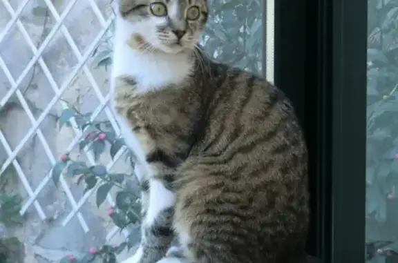 Animaux perdus , photo: Chat tigré perdu à Saint-Leu