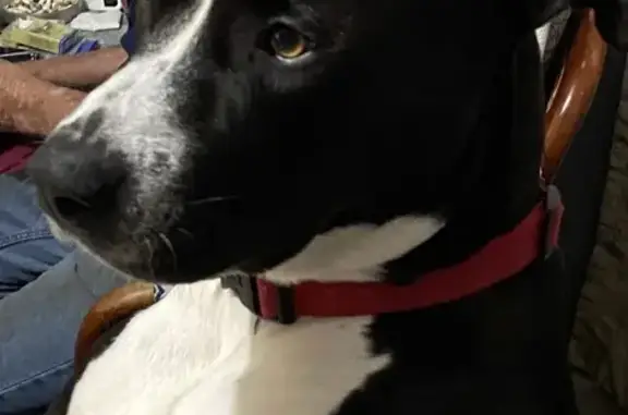 Lost Dog PJ: Black & White, Friendly - NC